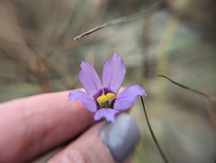 Eustoma exaltatum