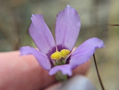 Eustoma exaltatum