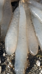 Doryteuthis opalescens