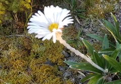 Celmisia spectabilis spectabilis