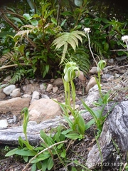 Pterostylis oliveri