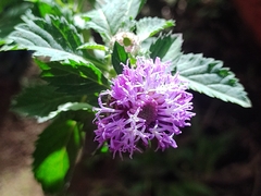 Centratherum punctatum