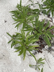 Physalis angustifolia