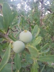 Acanthosyris spinescens