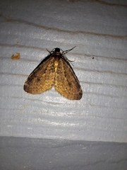 Operophtera occidentalis