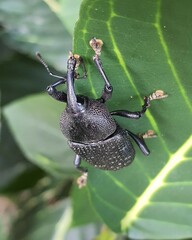 Homalinotus coriaceus