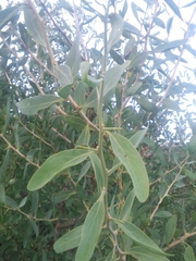 Acanthosyris spinescens