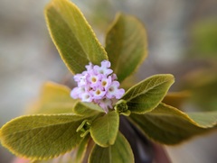 Lantana involucrata