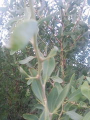 Acanthosyris spinescens