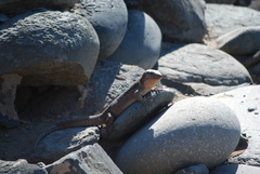 Gallotia stehlini