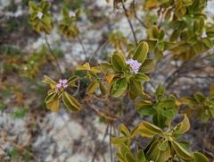 Lantana involucrata