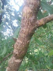 Acanthosyris spinescens