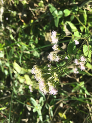 Fleischmannia incarnata