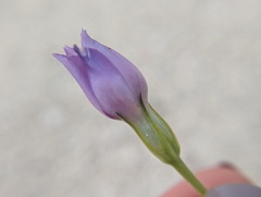 Eustoma exaltatum