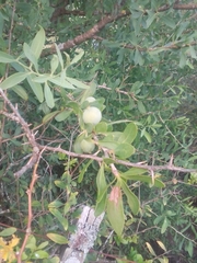 Acanthosyris spinescens