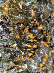 Peltigera neopolydactyla