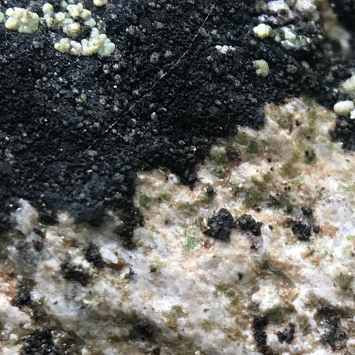 Lecanora polytropa image