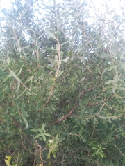 Acanthosyris spinescens