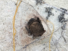 Scleroderma bermudense