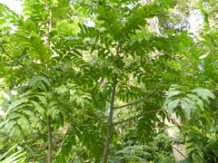 Zanthoxylum martinicense