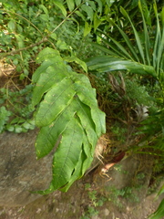 Zanthoxylum martinicense