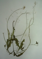Arabidopsis arenosa