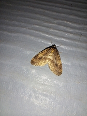 Operophtera occidentalis