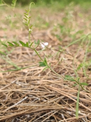Vicia disperma