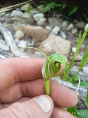 Pterostylis oliveri