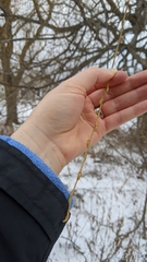 Salix × sepulcralis