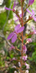 Stylidium lineare