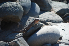 Gallotia stehlini