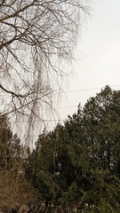 Salix × sepulcralis