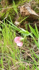 Lathyrus cicera