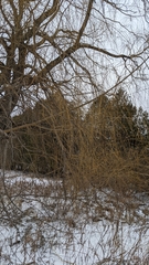 Salix × sepulcralis