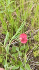 Lathyrus cicera