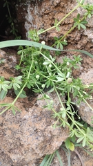 Galium verrucosum