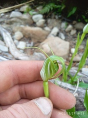 Pterostylis oliveri