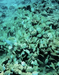 Acanthurus triostegus sandvicensis