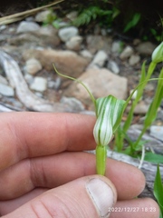 Pterostylis oliveri