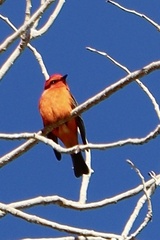 Pyrocephalus rubinus