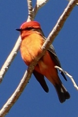 Pyrocephalus rubinus