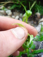 Pterostylis oliveri