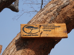 Pericopsis angolensis