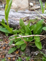 Pterostylis oliveri