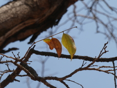 Pericopsis angolensis