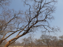 Pericopsis angolensis