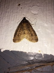 Operophtera occidentalis