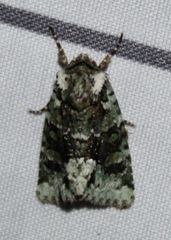 Lacinipolia explicata