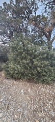 Pinus monophylla